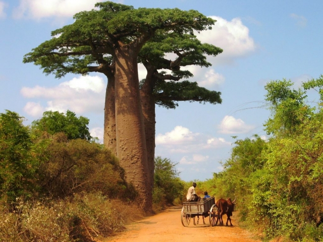 Madagascar, Baobab Scène