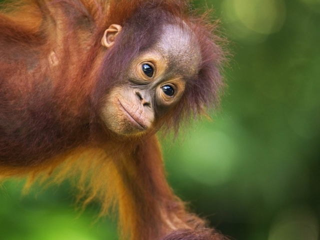 Malaysia, Borneo, Sarawak, Semenggoh Orangutan Rehabilitation Centre
