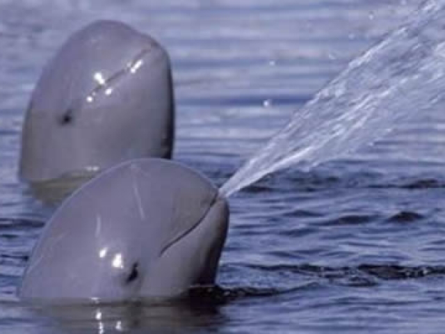 Classic Mekong Dolphins
