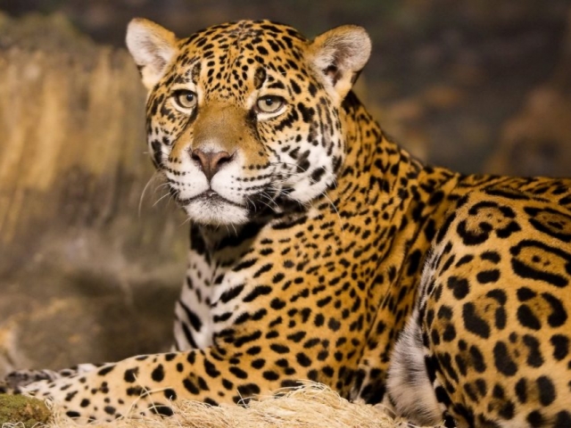 Kenya, Leopard