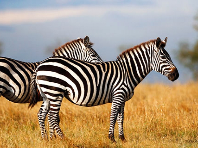Kenya, Zebra