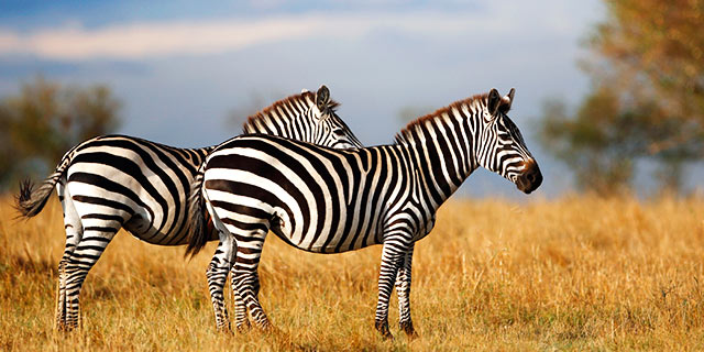 Kenya, Zebra