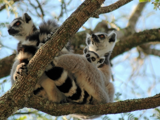 Madagascar, Lemur Catta