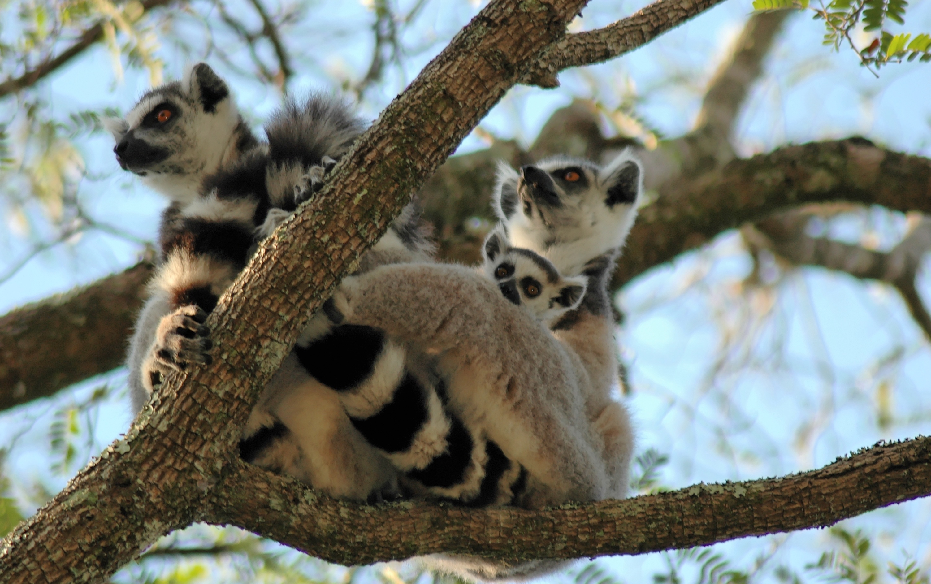Madagascar, Lemur Catta