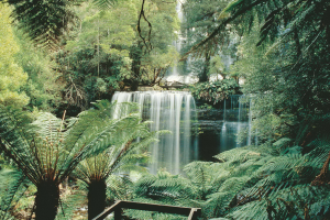Tasmanian Wonders | Russell Falls, Mt Field National Park, Tasmania