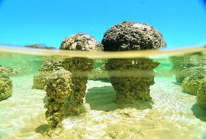 Wonders of the Pilbara &amp; West Coast | Stromatolites, Hamelin Pool, Shark Bay, Coral Coast, Western Australia