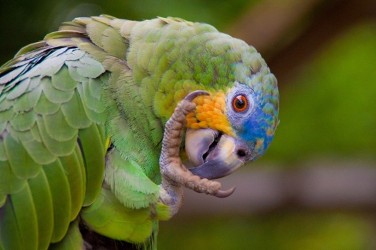 MV Anakonda - Exploring Amazon Birdlife