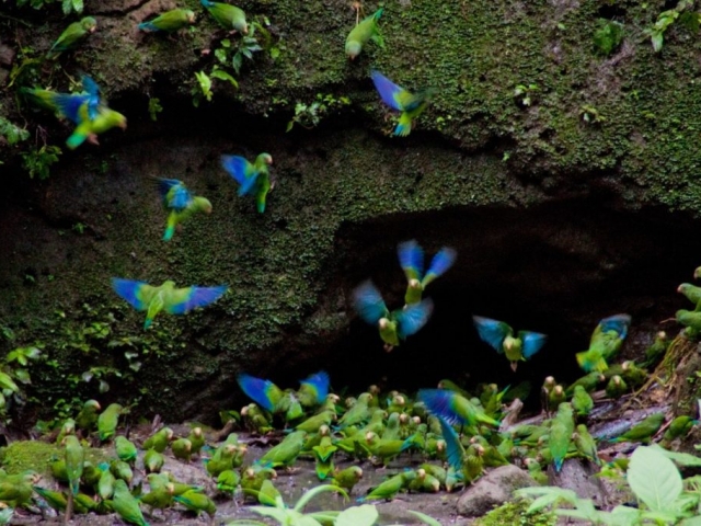 MV Anakonda - Exploring Amazing Birdlife