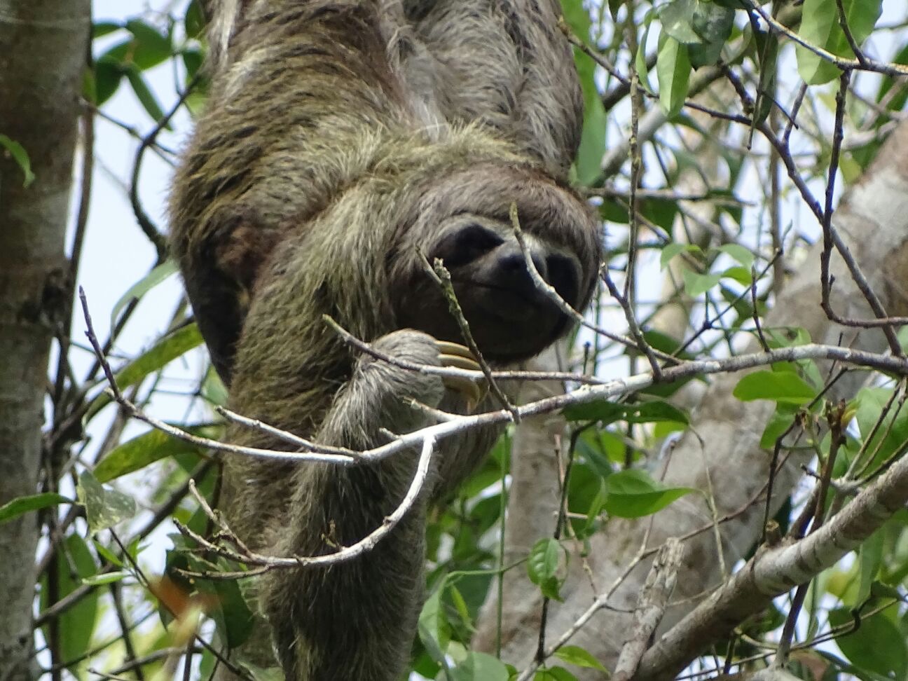 Say Hello to a Sloth