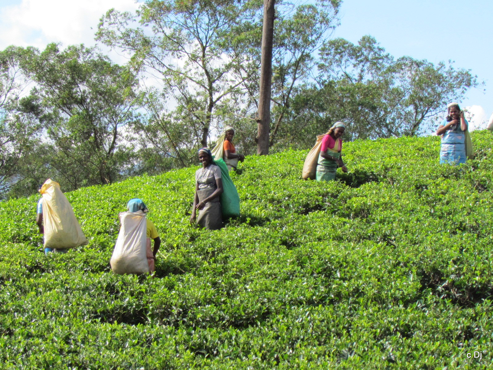 Sri Lanka, Nuwara Eliya, Tea Pickers