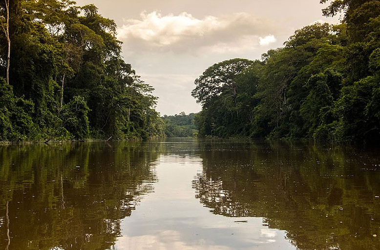 Tranquil Amazon Tributary