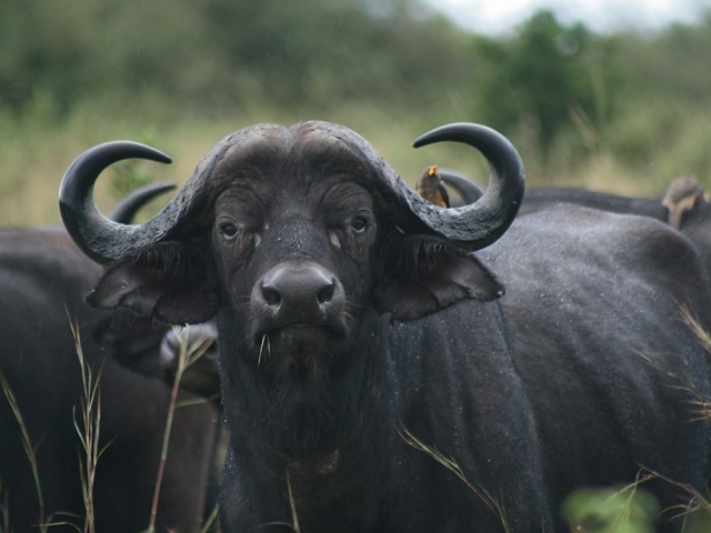 Luxury Kenya, Buffalo