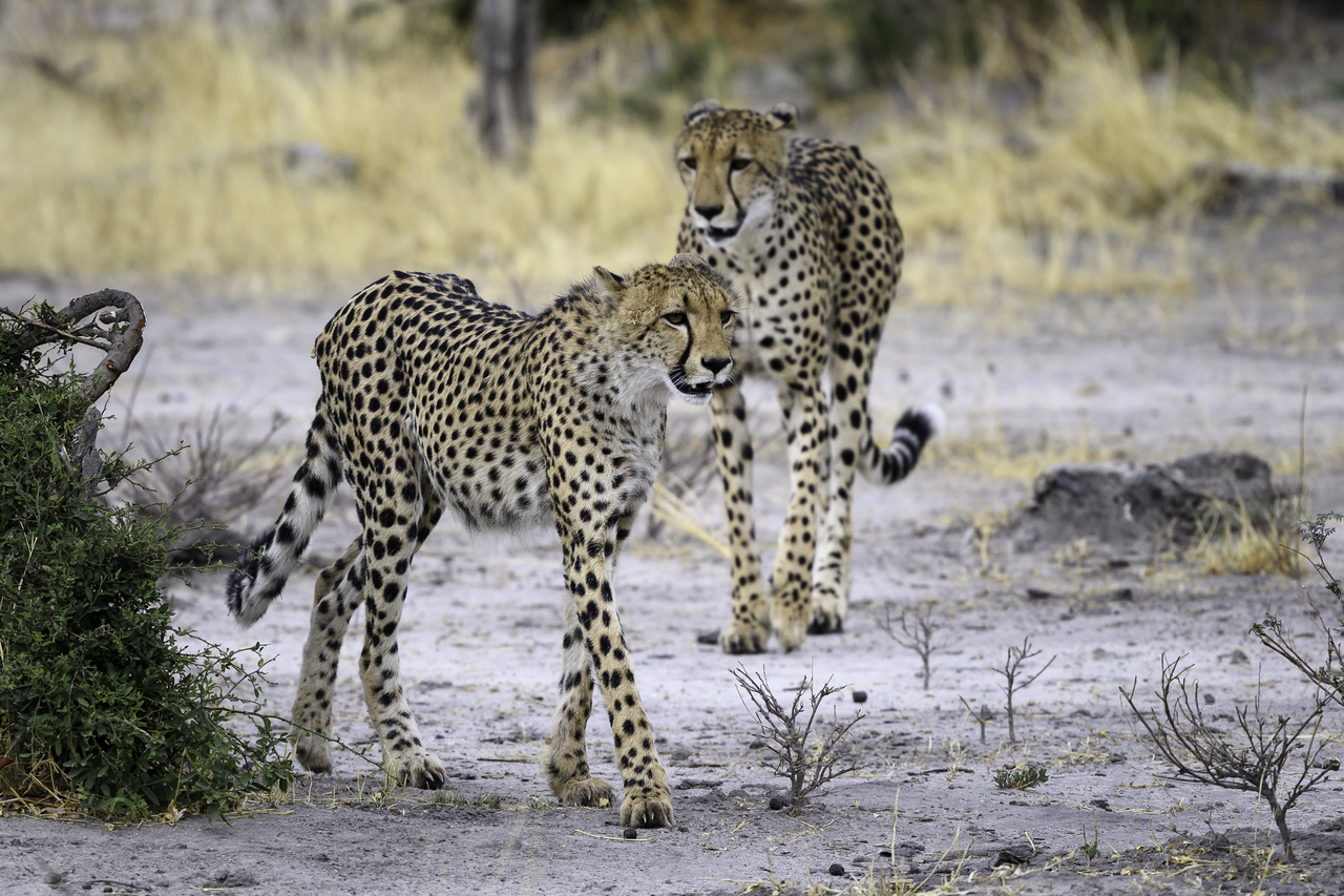Botswana in Focus - Cheetah, Okavango Delta, Botswana