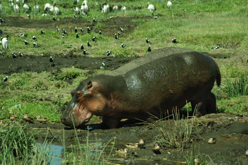 Kenya in Style, Hippo