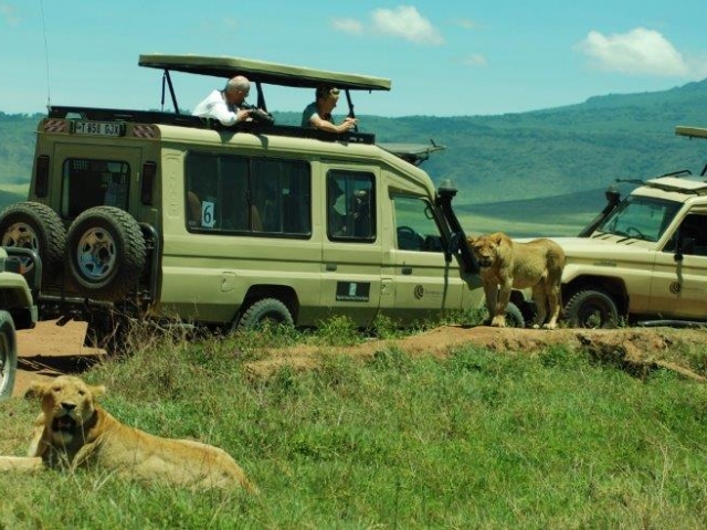 Luxury Kenya, Lions