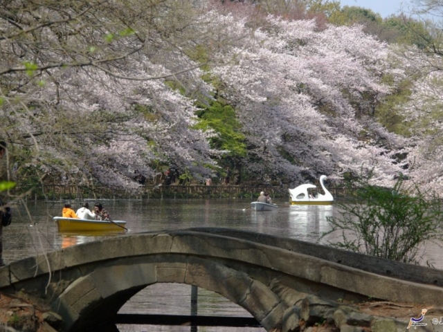 Japan, Cherry Blossoms