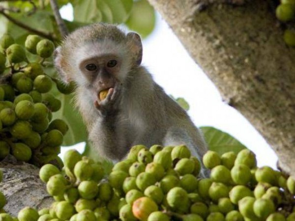 Malawi Highlights, Liwonde National Park, Monkey