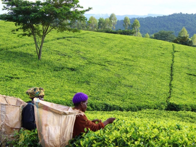 Malawi Highlights, Satemwa Tea Estates