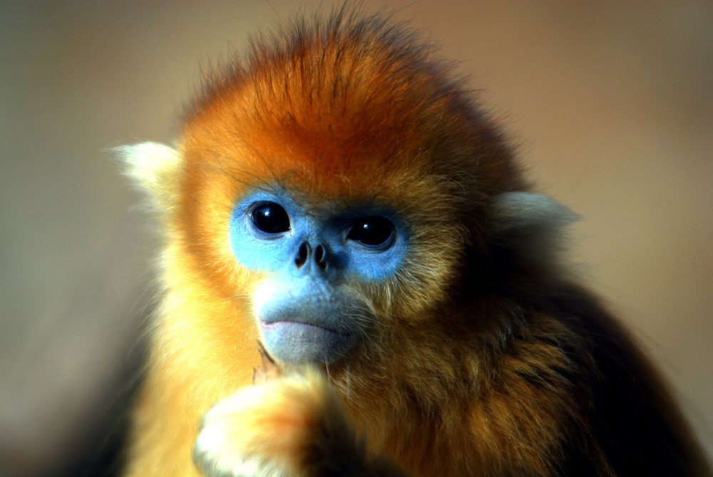 Rwanda, Golden Monkey