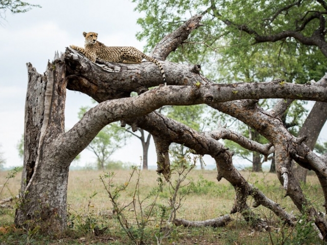 South Africa, Kruger National Park, Londolozi Game Reserve