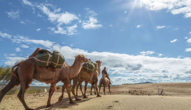 The Silk Road – On the Trail of Nomad Herders, Pack Camels