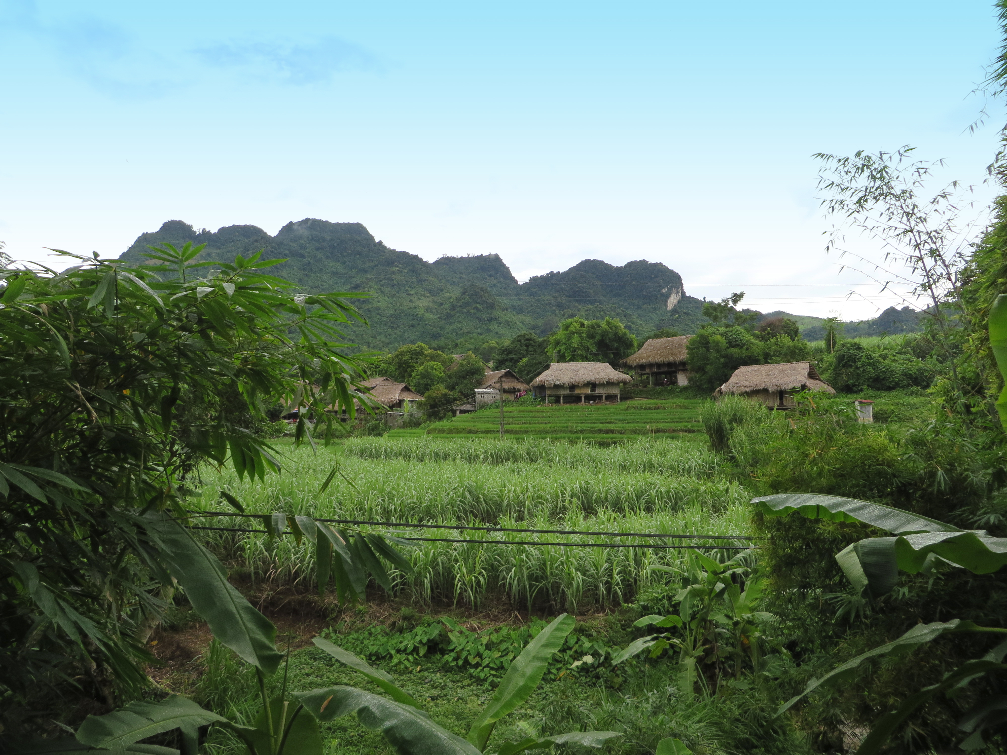 Vietnam, Rice Paddy Field