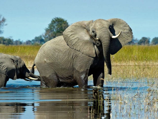 Botswana, Okavango Delta, Vumbura Camp