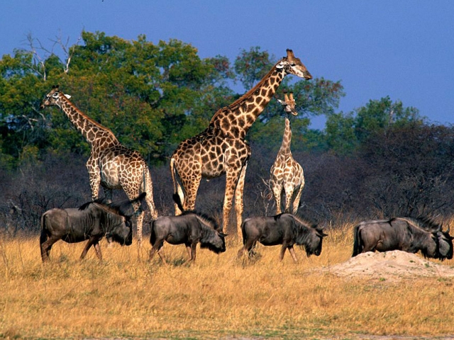 Zimbabwe, Hwange National Park