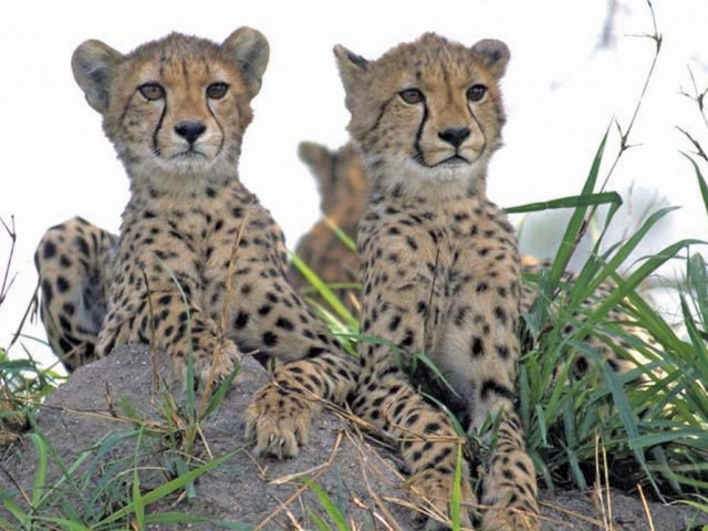 Cheetah Safari, Cheetah Cubs