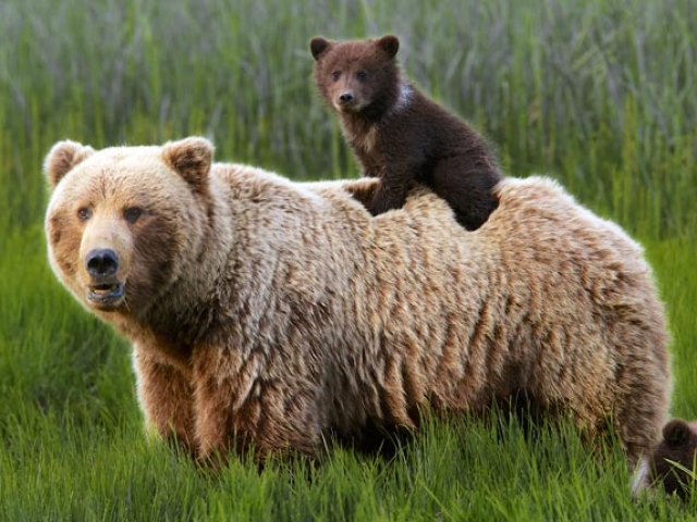 Nature’s Best Alaska | Grizzly Bears, Denali National Park, Alaska