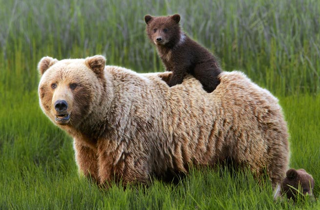 Nature’s Best Alaska | Grizzly Bears, Denali National Park, Alaska