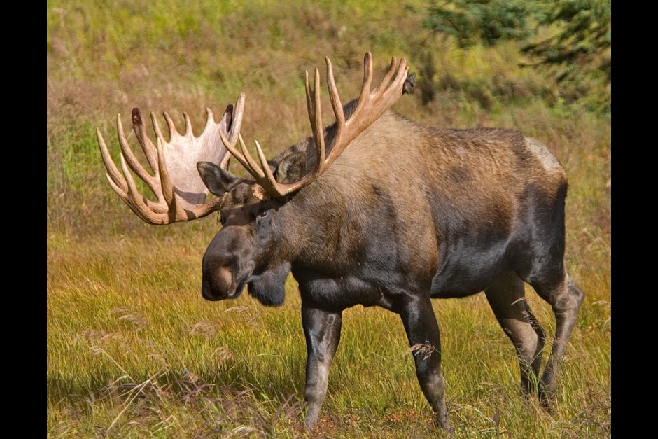 Alaska, Katmai National Park & Reserve, Moose