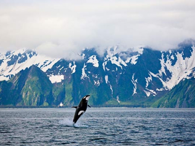 Alaska, Kenai Fjords National Park, Killer Whale