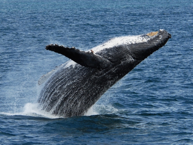 Nature’s Best Alaska | Humpback Whale, Kenai Fjords National Park, Alaska