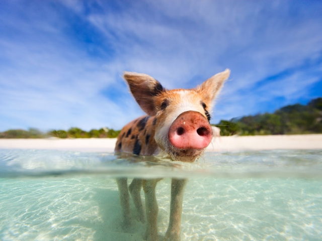 Bahamas, Exumas Island, Swimming Pigs