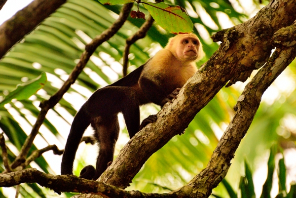 Monkeys, Jungles & Volcanoes | White Faced Monkey, Costa Rica