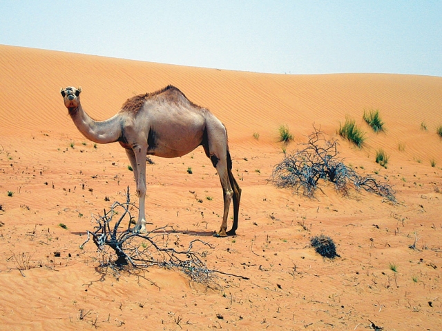Oman, Wahiba Sands, Camel