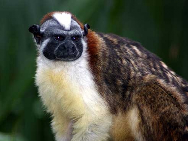 Panama, Wildlife, Geoffroy’s Tamarin