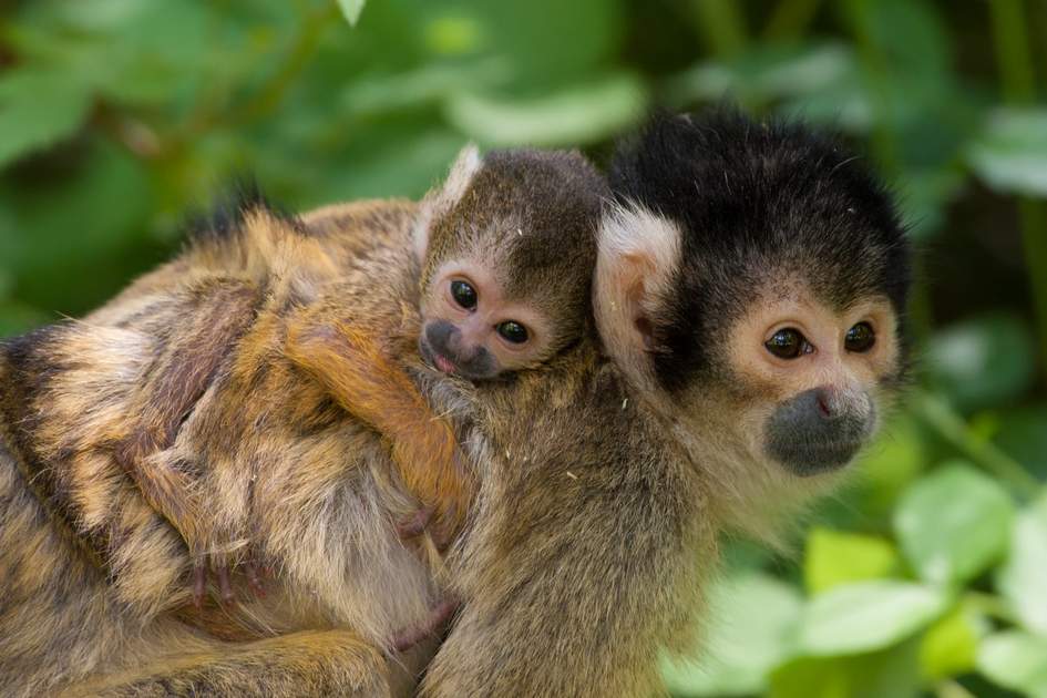 Natural Wonders of Costa Rica | Squirrel Monkeys