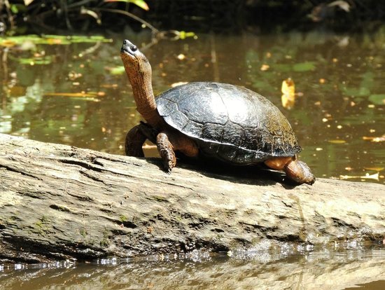 Natural Wonders of Costa Rica | Tortuguero National Park, Freshwater Turtles