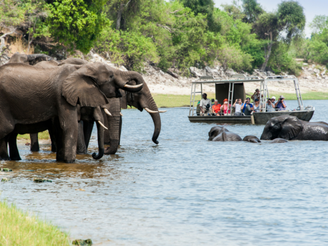 African Journey | Zambezi Queen, Game viewing by tender boat
