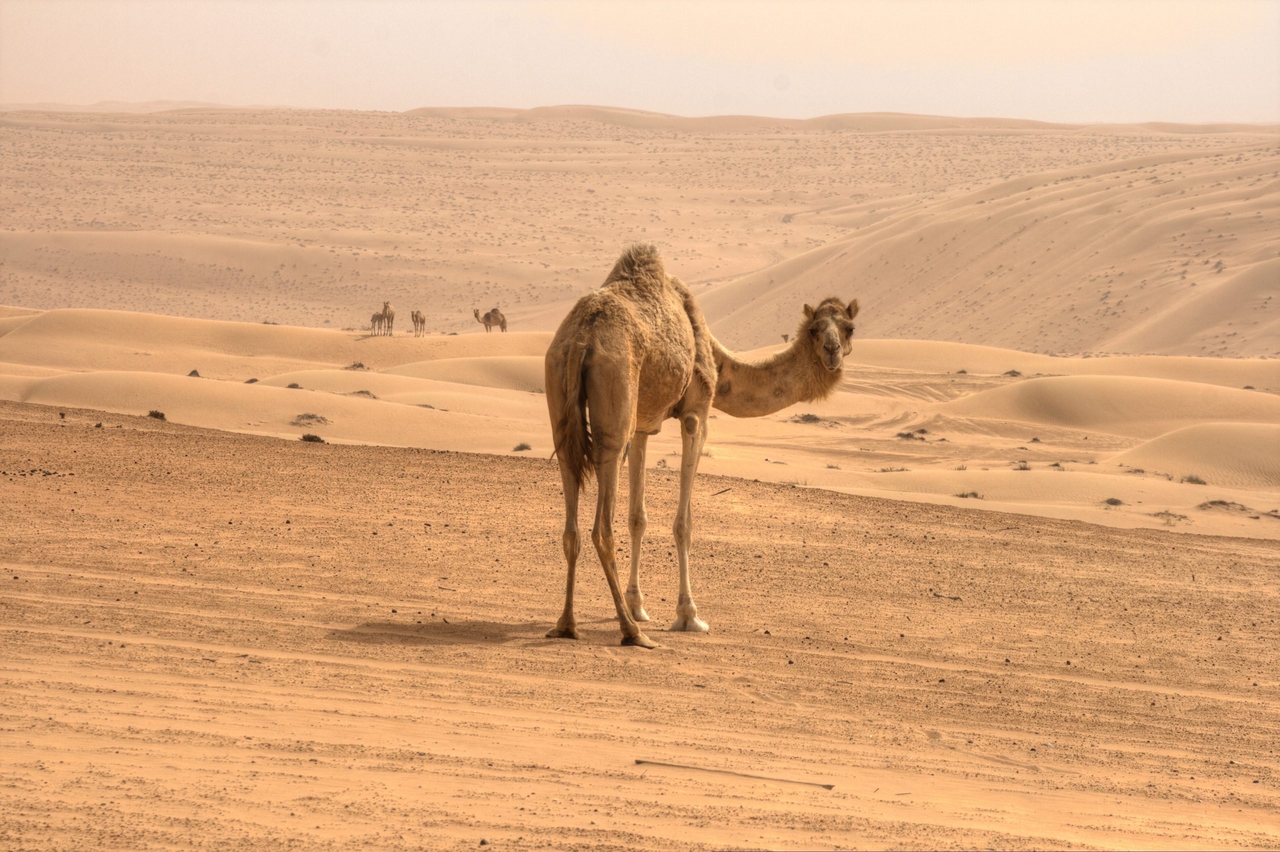 Arabian Nights | Wahiba Sands, Jordan