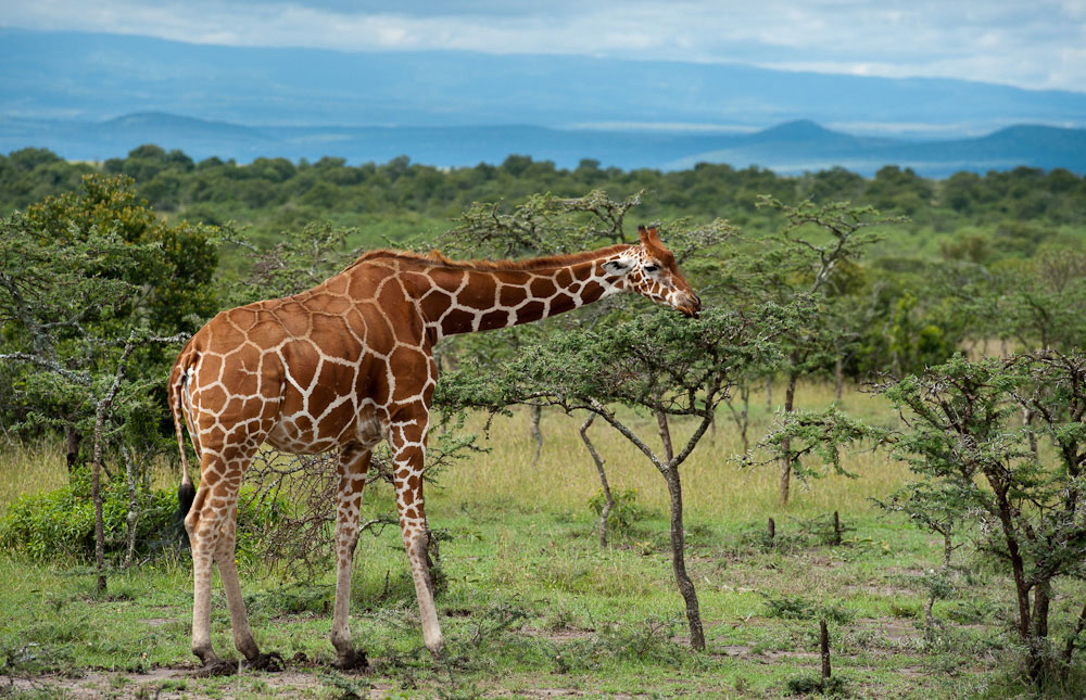 Kenya Safari in Style, Laikipia Plateau