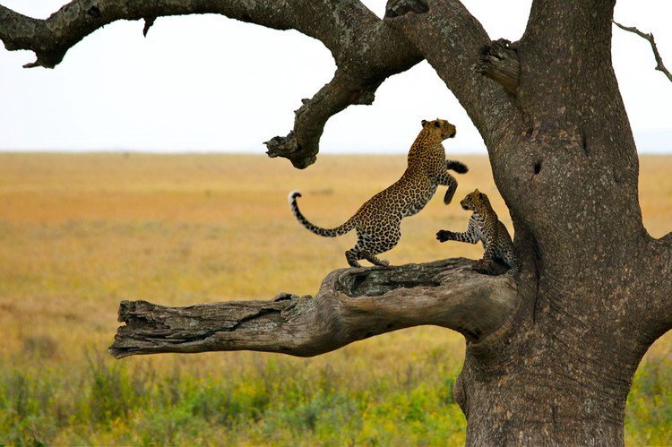 Tanzania Under Canvas, Serengeti National Park