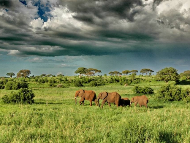 Tanzania Under Canvas Safari - Tarangire National Park