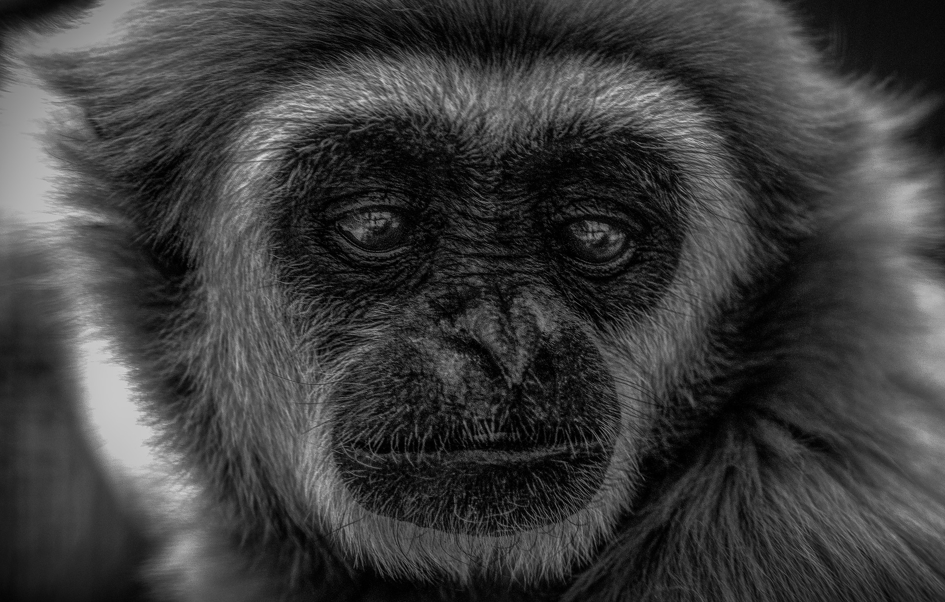 Kalimantan Orangutan Explorer by Houseboat | Gibbon, Indonesia