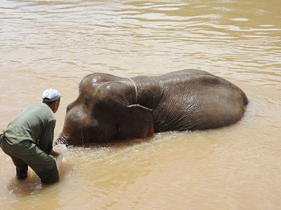 Laos Experience, Pakbeng, Elephant Bath