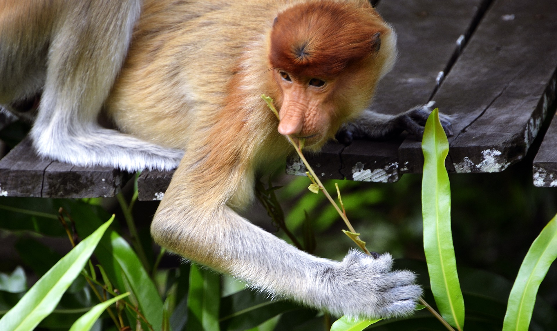 Kalimantan Orangutan Explorer by Houseboat | Proboscis monkeys, Indonesia