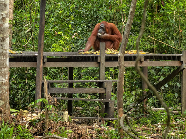 Kalimantan Orangutan Explorer by Houseboat | Tanjung Puting National Park