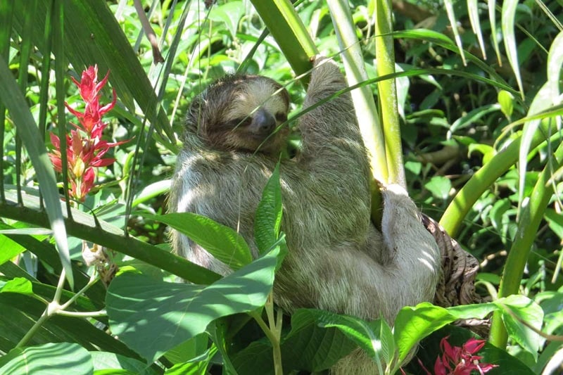 Costa Rica Eco Adenture | Sloth